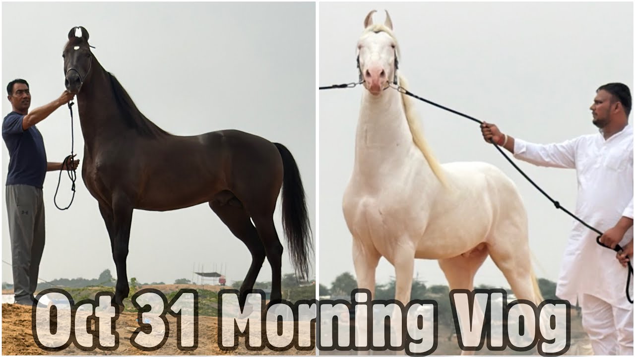 Pushkar Mela 2025 Oct 31 Morning Vlog | India’s Biggest Horse Fair Ke Ek Se Badhkar Ek Ghode