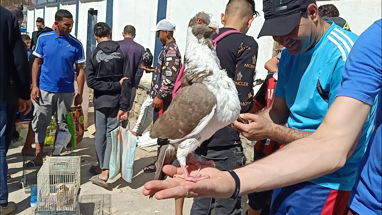 شاهد معنا اكبر سوق الحمام في الجزائر أنواع و أسعار الحمام🕊️ في سوق الحراش بي الجزائر العاصمة