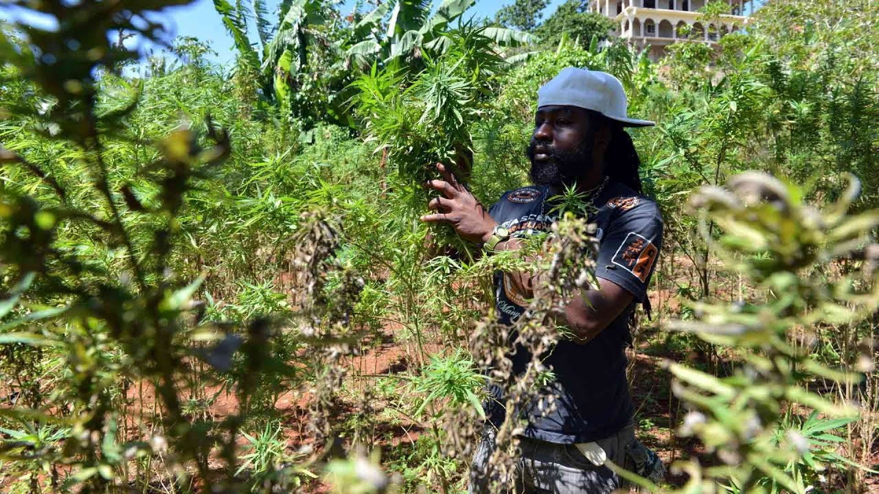 Pot imported from Jamaica to Canada