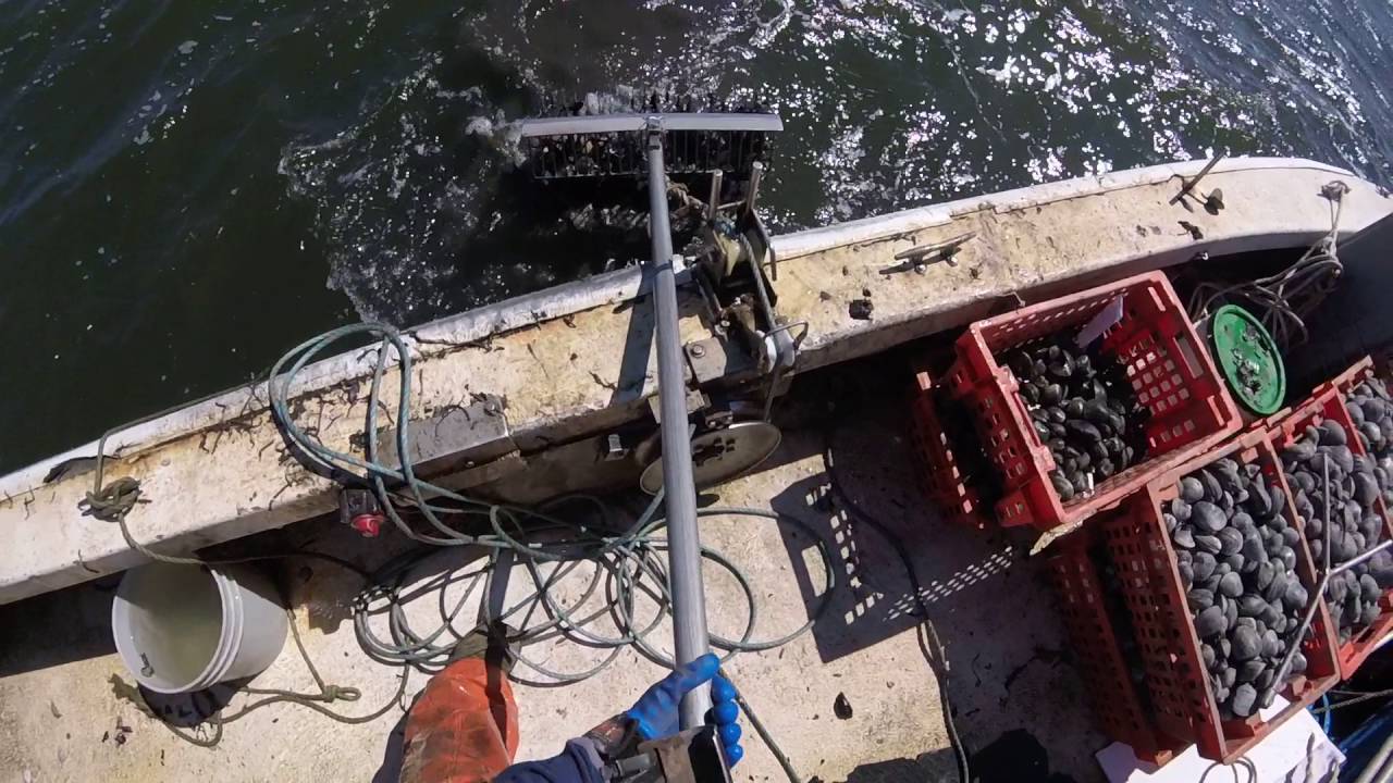 Sandy Hook clamming