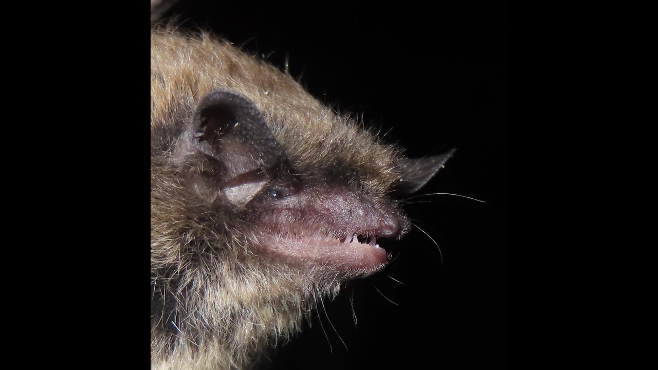 Myotis planiceps