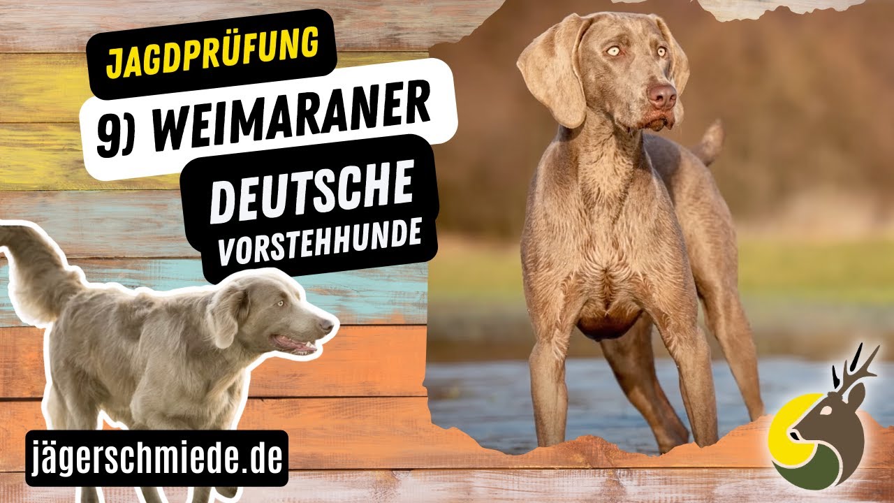9) Weimaraner (Deutsche Vorstehhunde) - 💡 Wissen für deine Jagdprüfung