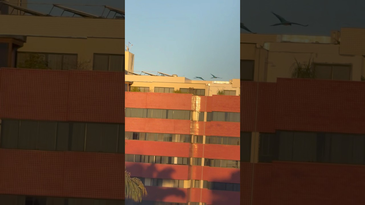 Grito das Araras Rasgando o C&eacute;u da Cidade! Som Selvagem #aves