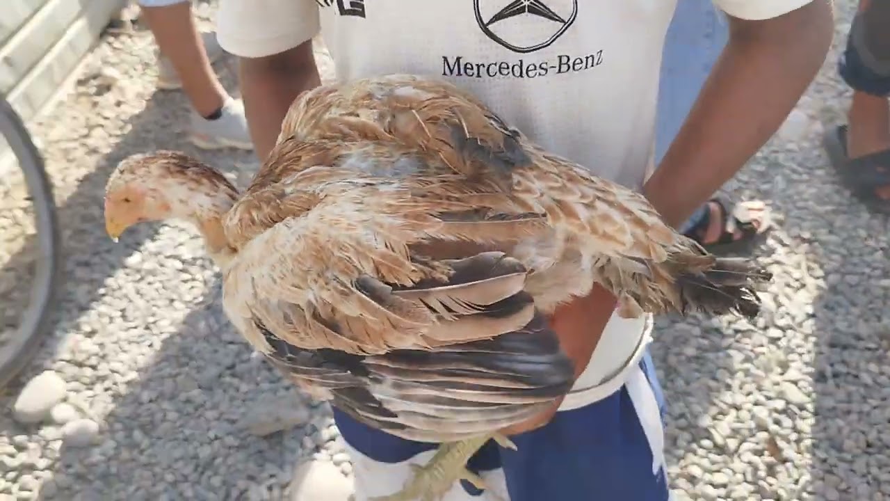 МУРГБОЗОРИ ҲОЧИ ЗАИНУЛЛО 🐓🦆🦃🕊️🐥🐤🐣🦉🦜🦚