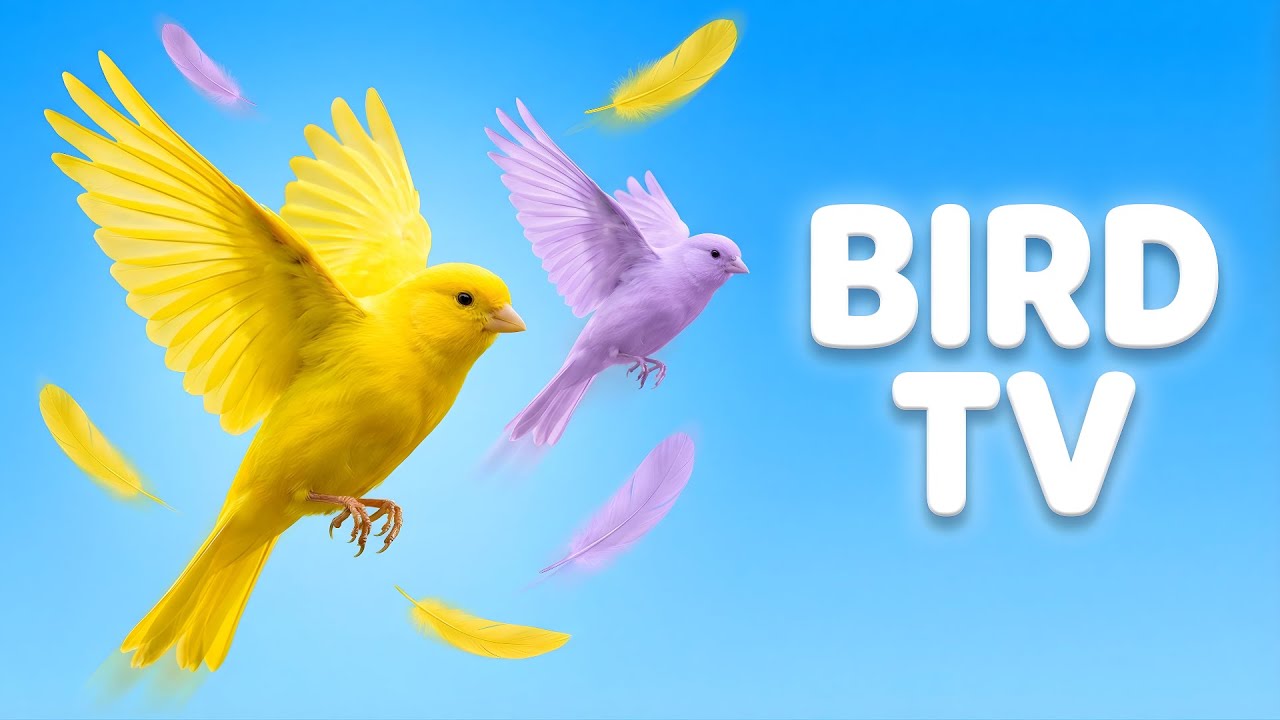 Bird TV for Cats | Relaxing Bird Videos