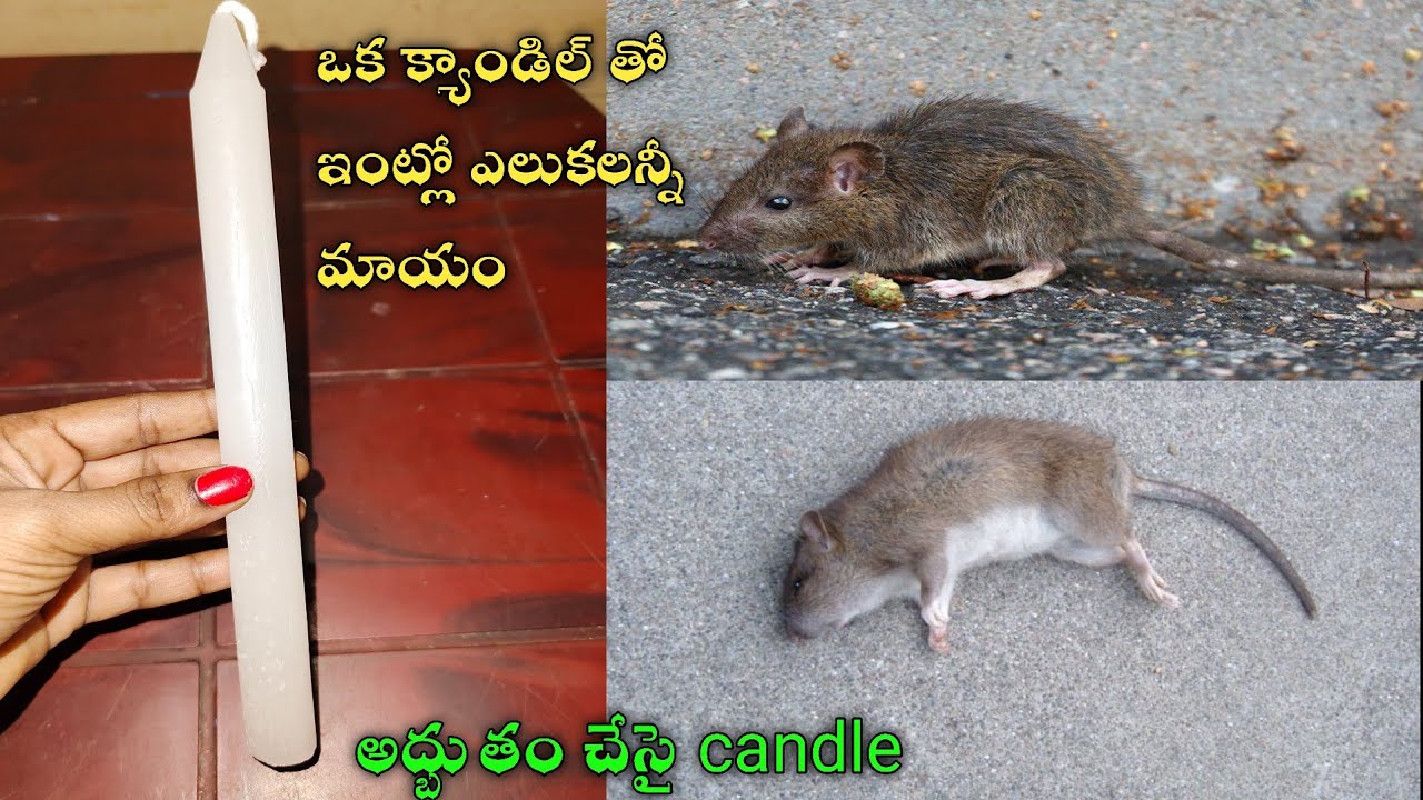 👉ఒక్క క్యాండిల్ ఉంటే చాలు ఇంట్లో ఎలుకలు అన్ని నిమిషాల్లో బయటకు పరుగులు తీస్తాయి😱🐀rat get rid at home