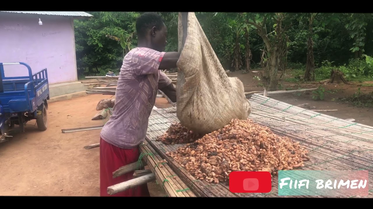 Cocoa Production In Ghana - West Africa