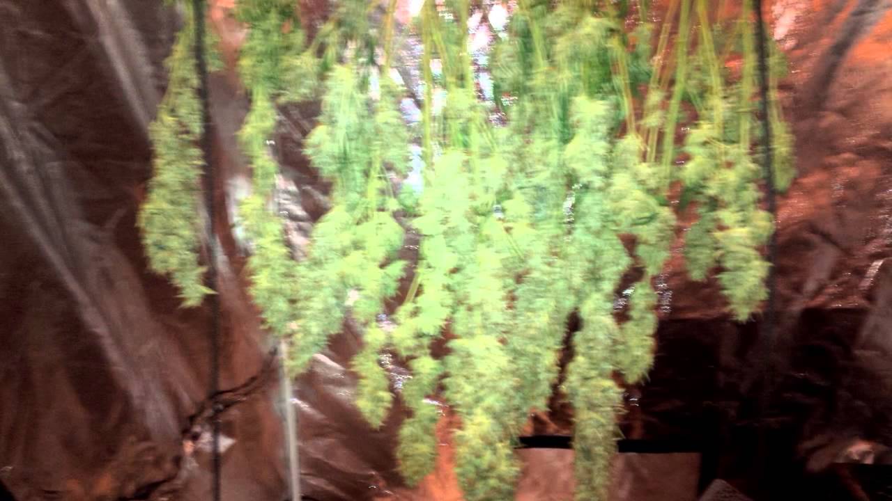 Sub cool seeds tga