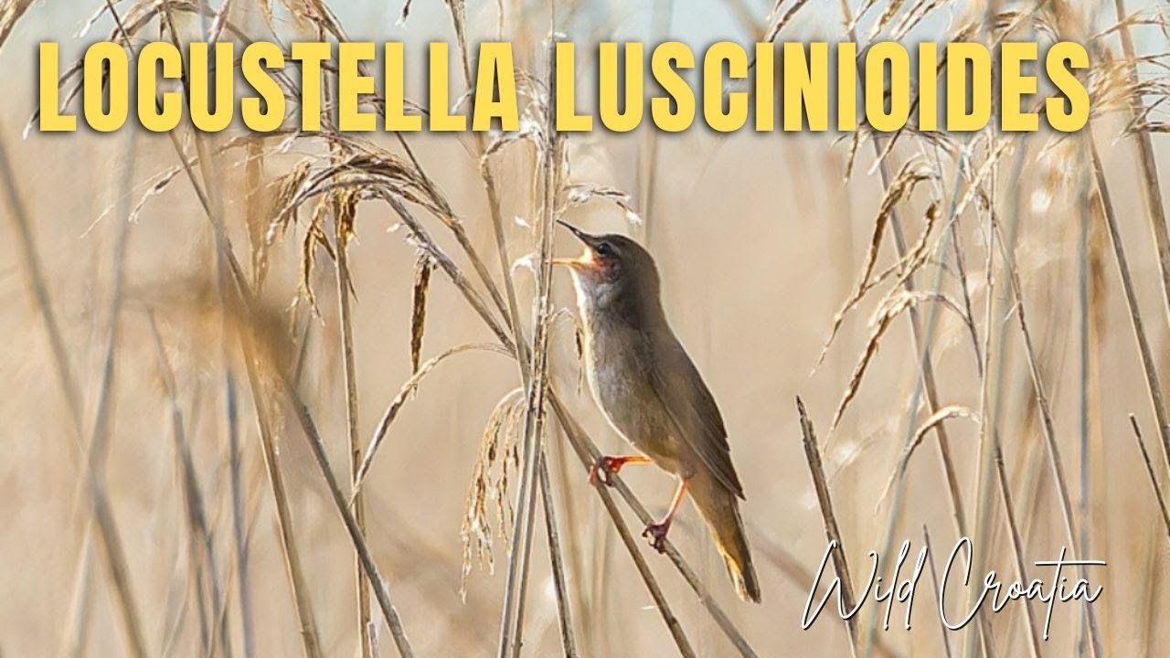 Savi's warbler (Locustella luscinioides)