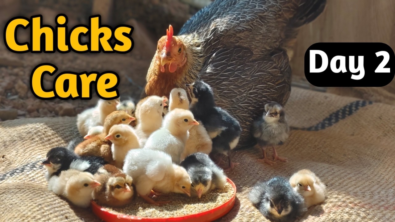murgi ke bacche | Day 2 | Chicks Care | desi murgi farm #pets