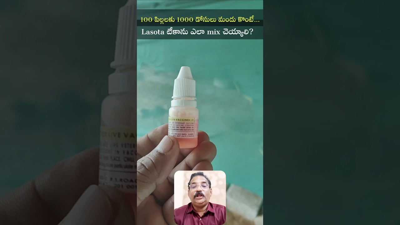 Lasota vaccine mixing method #drmadina #Lasota #diluent #mixing