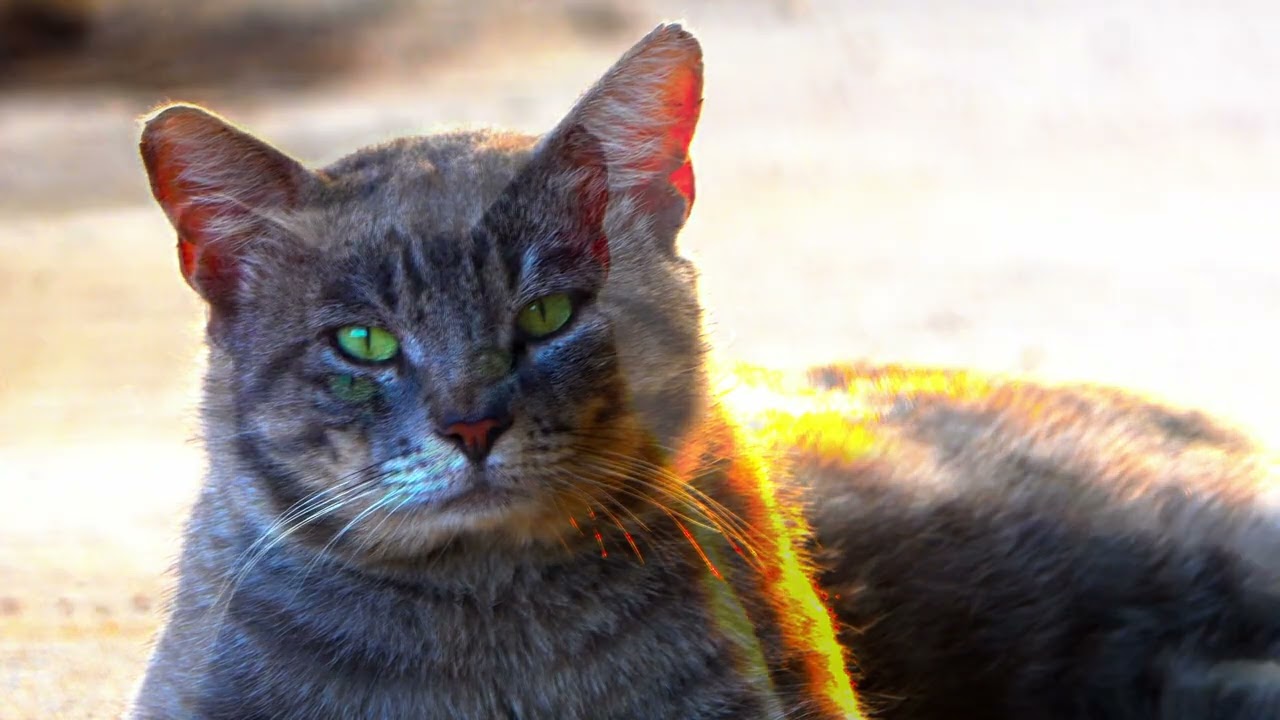 Mr Grey on the porch at sunset