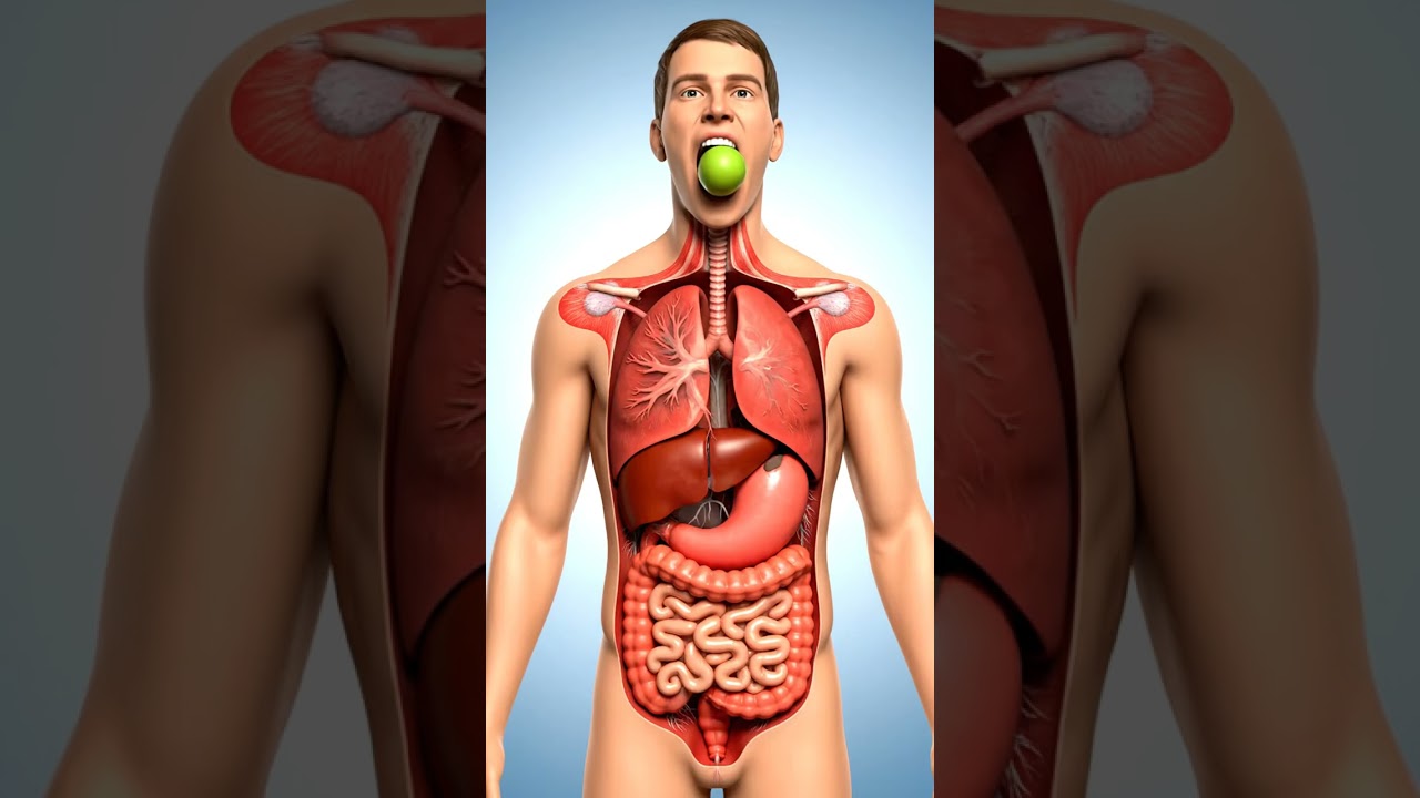 How it Goes In Body #animation #bodyanatomy