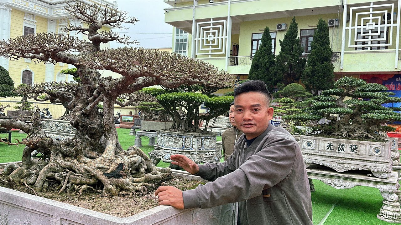 Ngày Thứ 4 nhận cây tại TLSVC GIAO THUỶ . Không gian đẹp với rất nhiều tác phẩm chất | Quảng Tùng