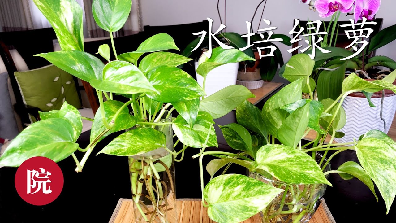 【彬彬有院】花•060家庭水培绿萝