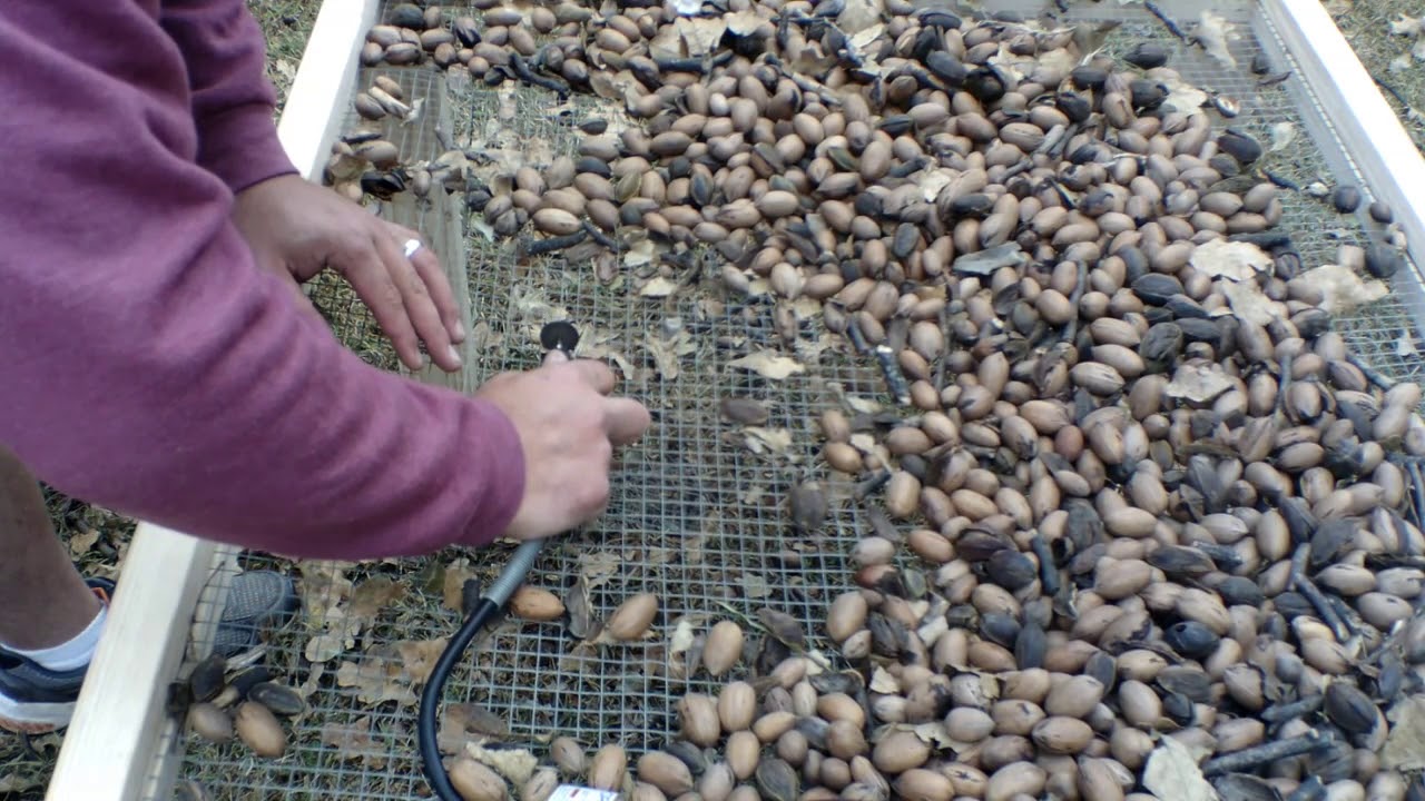 We made a table to separate pecans and nuts, Family Time