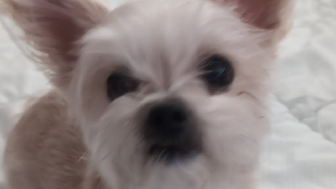 dog licks nose for 10 minutes | dog lick nose ASMR