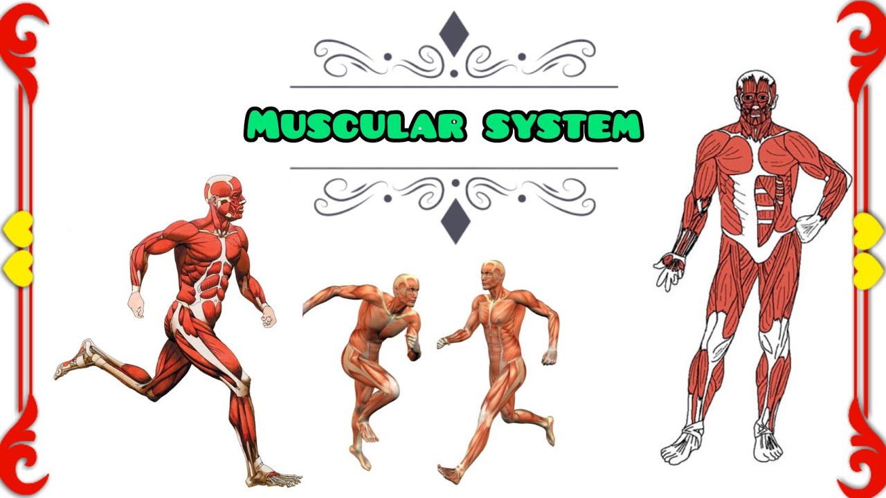 Introduction Muscle system Anatomy and Physiology  |2021| #mbbslecture #mbbs #AptekaMedisign