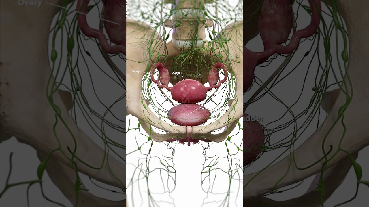 🌿 The Lymphatic Highways of the Uterus and Bladder 🌿