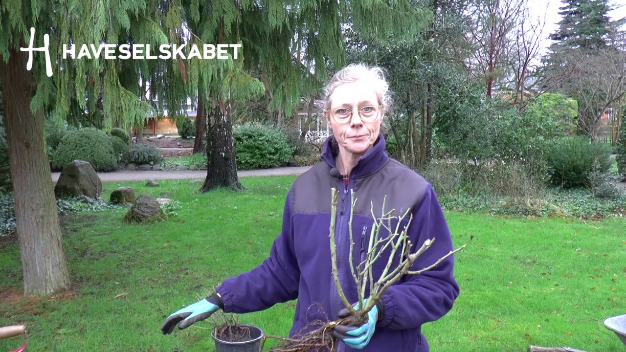 Sådan planter du barrodsroser