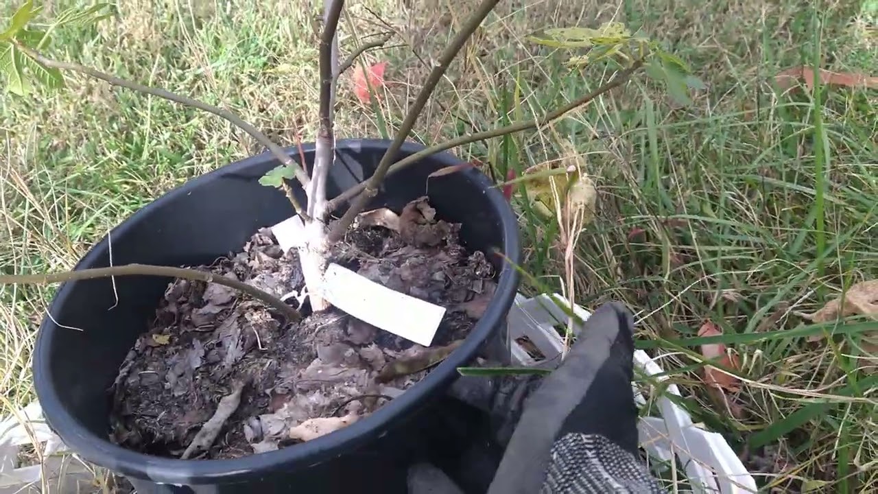 Fall Fig Pruning (part 3): Tips and tricks for pruning and repotting figs for the winter.