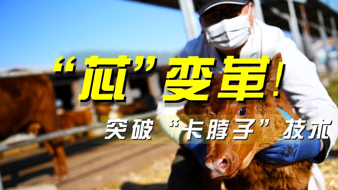 餐桌上的&ldquo;芯&rdquo;变革！科技赋能智慧生态养殖，构建&ldquo;好牛好肉好品牌&rdquo; 「央视财经评论」 20241003 | 财经风云