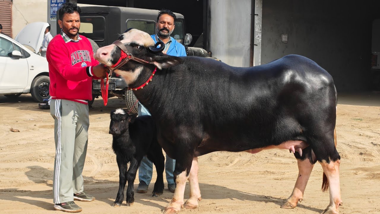 7 Buffaloes for sale, 8 ਮੱਝਾਂ ਵਿਕਾਊ ਪਿੰਡ ਬਾਜੇਖਾਨੇ 