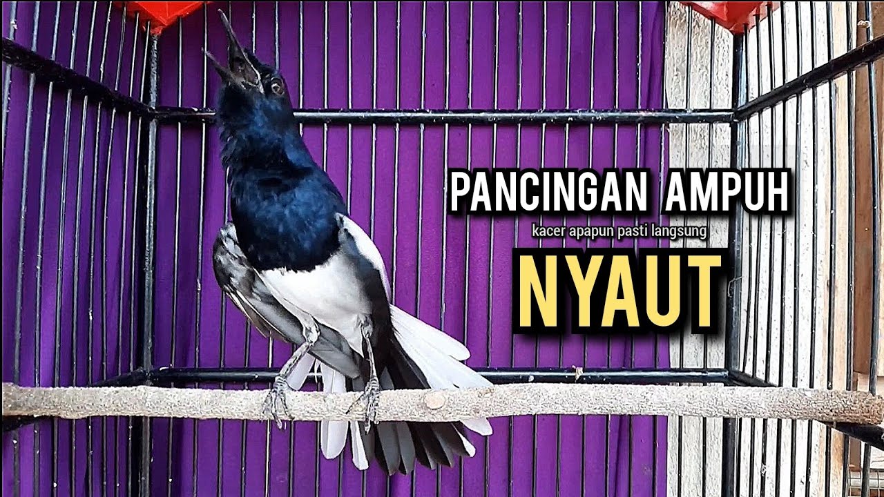 kacer gacor NGEPLONG tarung ini paling ampuh buat PANCINGAN KACER agar EMOSI