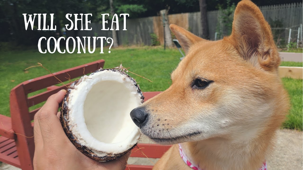 Will Shiba Inu Eat COCONUT? | Taste it Tuesday