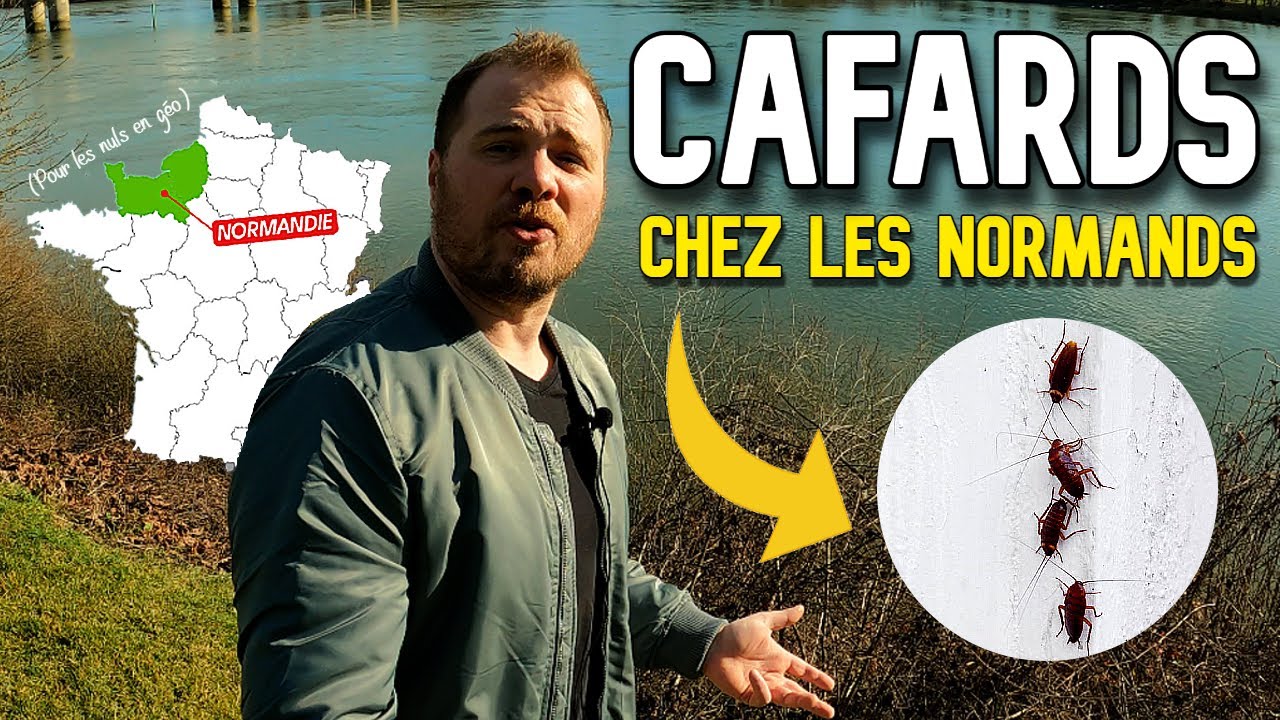 Cafard dans un appartement : le duo de choc pour les éliminer !