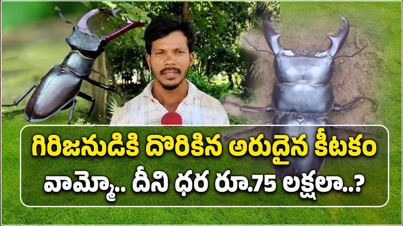 AP Man Found Stag Beetle Bug Costing 75 Lakhs | World's Most Expensive Bug || Samayam Telugu