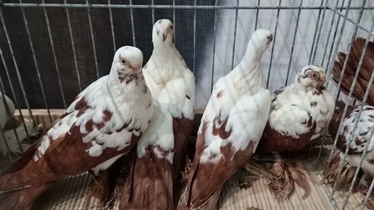 Rynek Targ 10 stycznia 2026 Pruszków  #pigeons #pigeon #zwierzaki #ptaki #birds #gołębie #wystawa