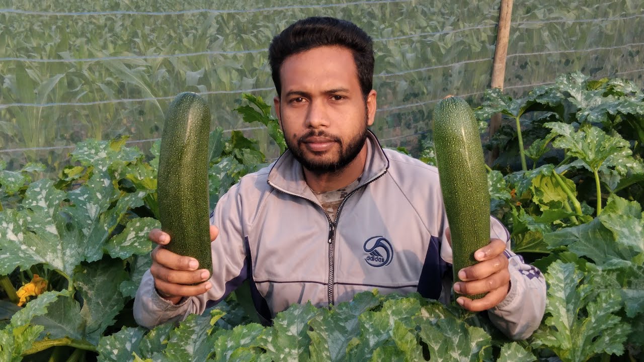 স্কোয়াশের প্রথম হারভেষ্ট। স্কোয়াশ চাষ পদ্ধতি। মালচিং পদ্ধতিতে স্কোয়াশ চাষ। হাইব্রিড সবজি চাষ।