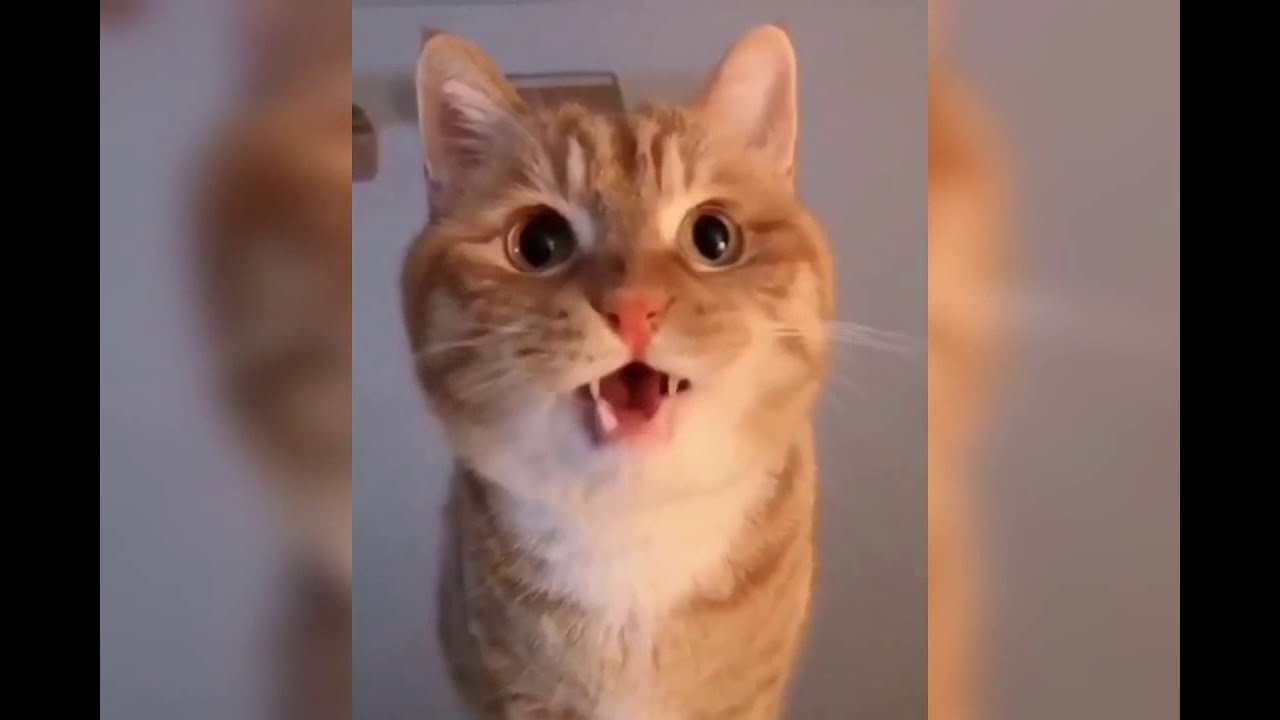 Funny Animal videos That Will Make You Miss Your Flight | Pee Your Pants Challenge