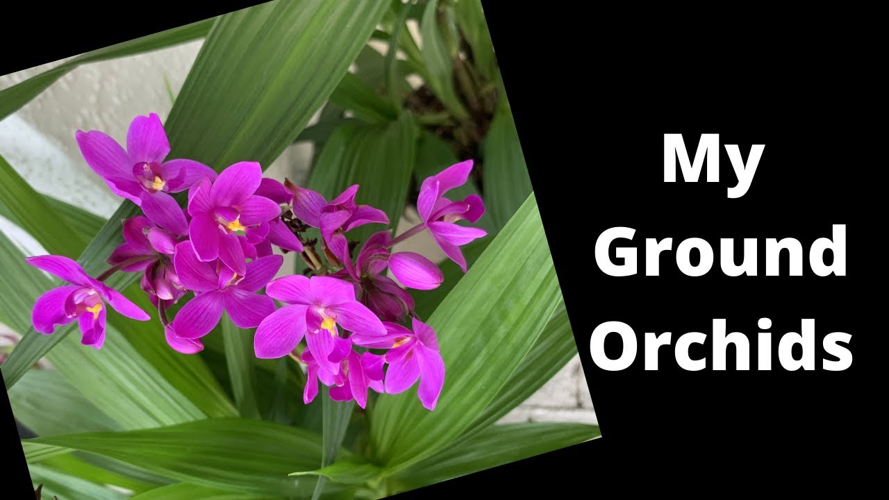 My Spathoglottis Orchid Collection!