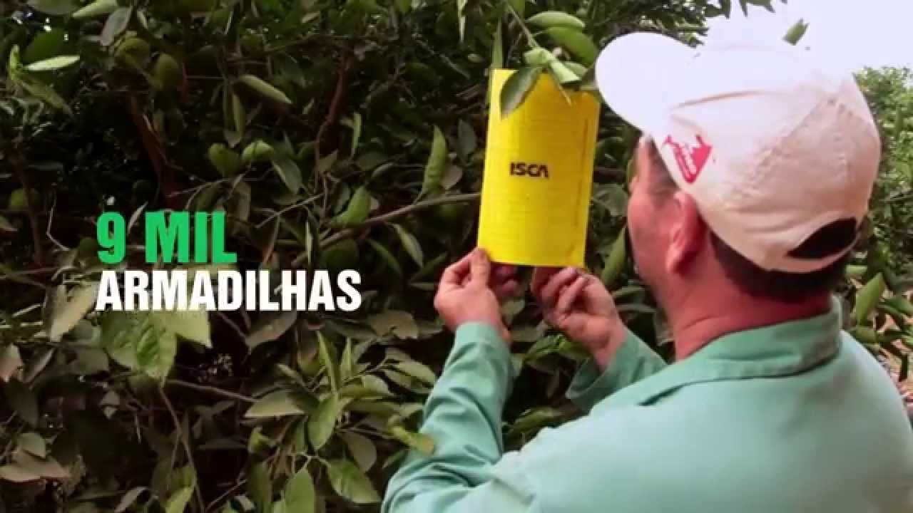 Alerta Fitossanitario   Psilídeo