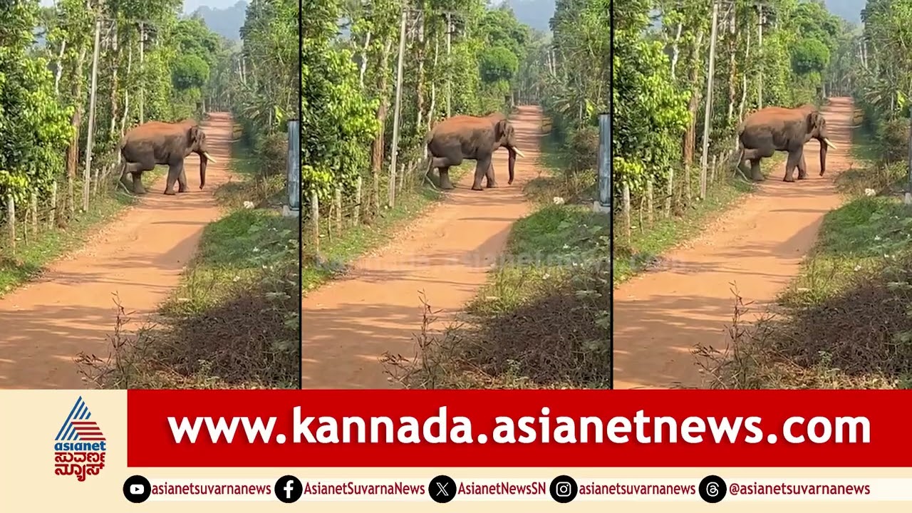 ಕಾಫಿನಾಡಿನಲ್ಲಿ ಒಂಟಿ ಸಲಗ ಭೀಮನ ಅಬ್ಬರ: ತೋಟದ ಬೇಲಿಗಳೆಲ್ಲಾ ಪುಡಿ ಪುಡಿ! | Chikkamagaluru Wild Elephant Bhima
