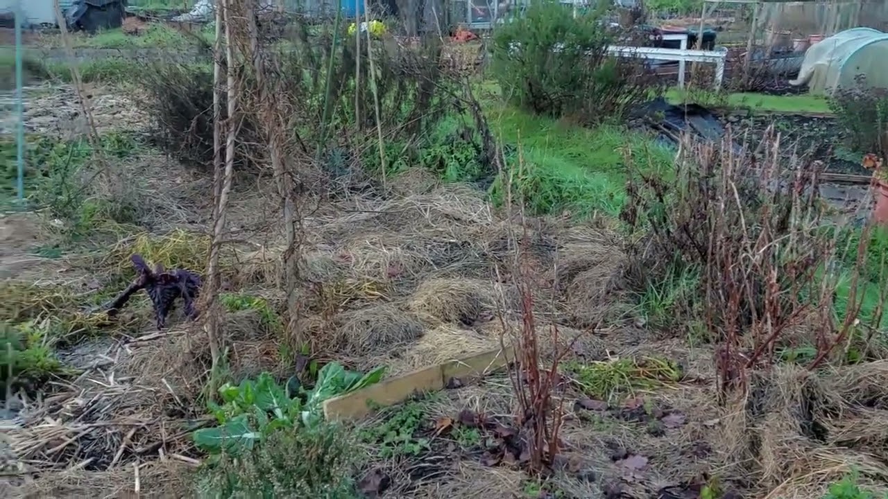 Deep mulching in the winter