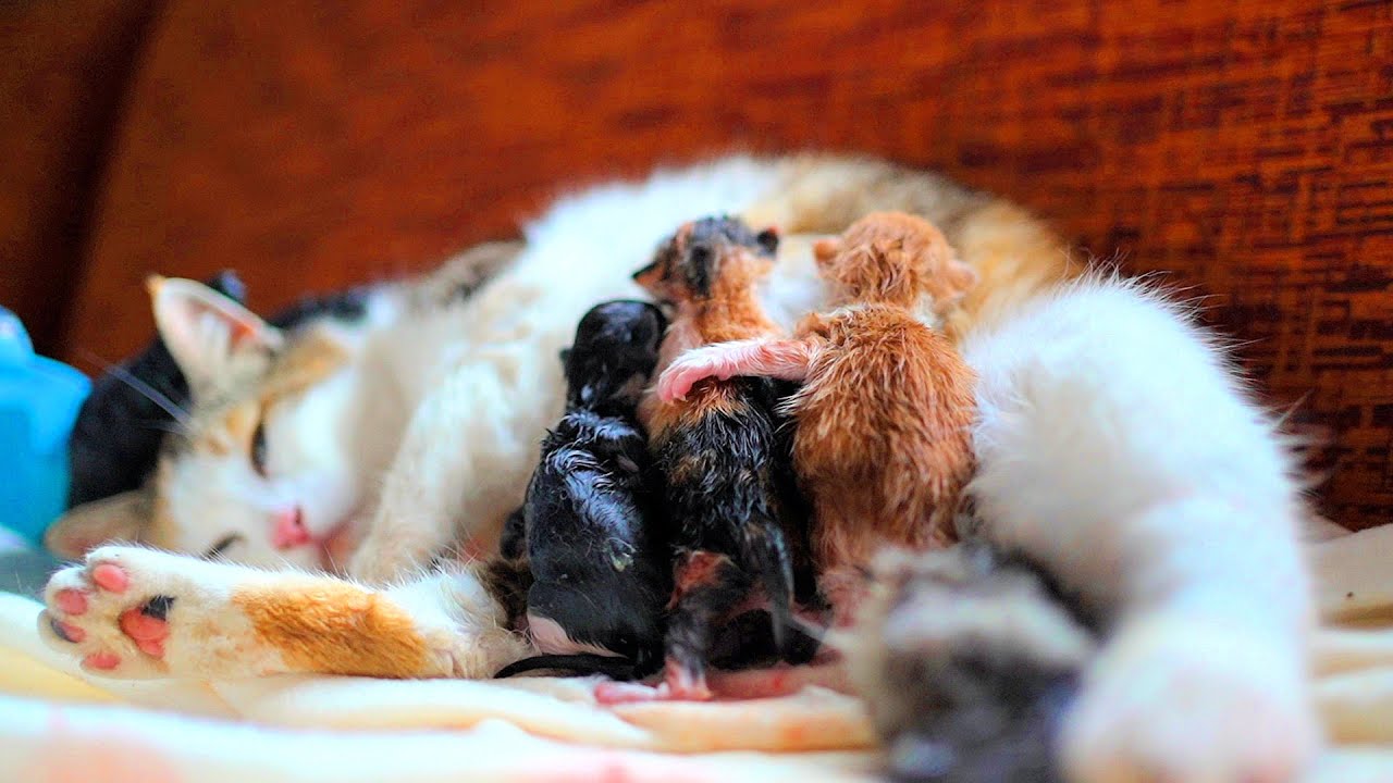 When A Stray Cat Gave Birth In Our Home, Everything Changed 🥰