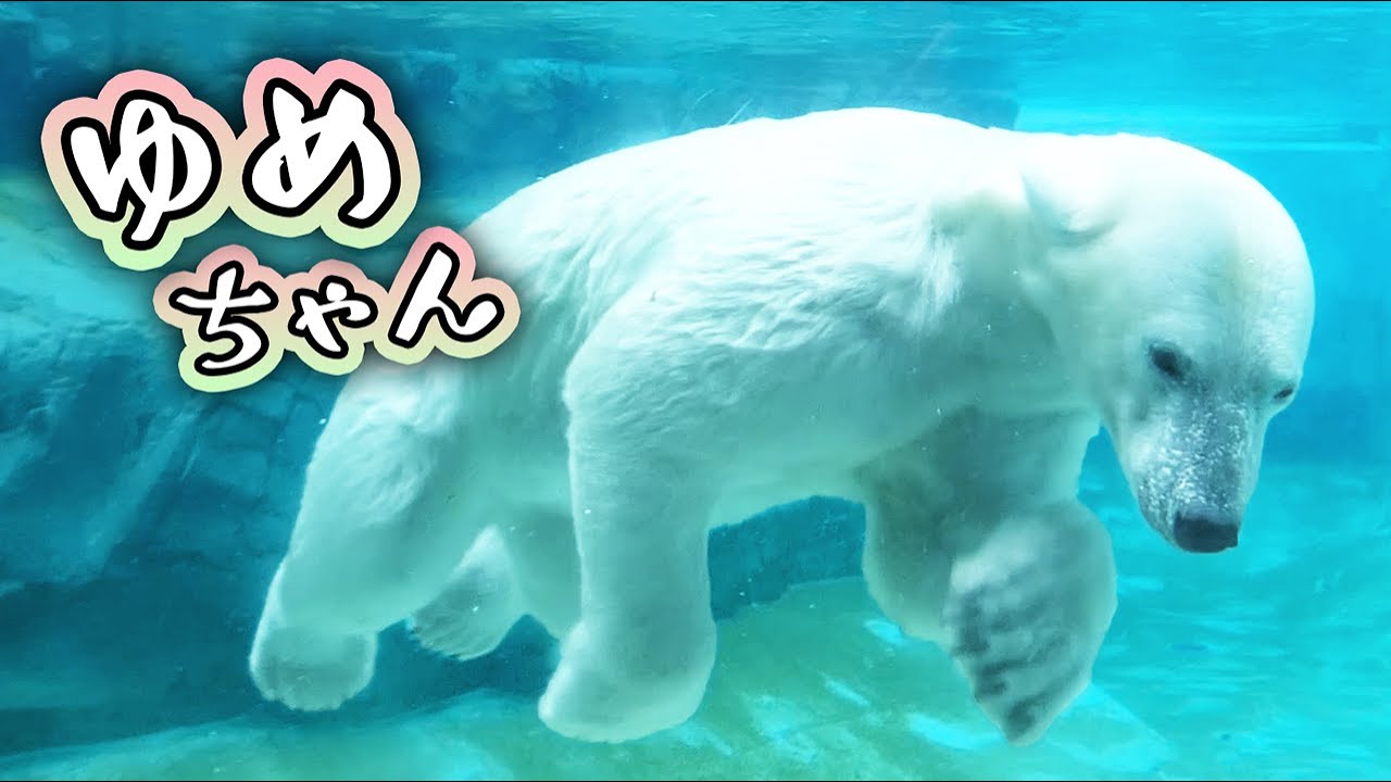 ゆめ 王子動物園｜Polar bear ホッキョクグマ シロクマ｜しろくまTV