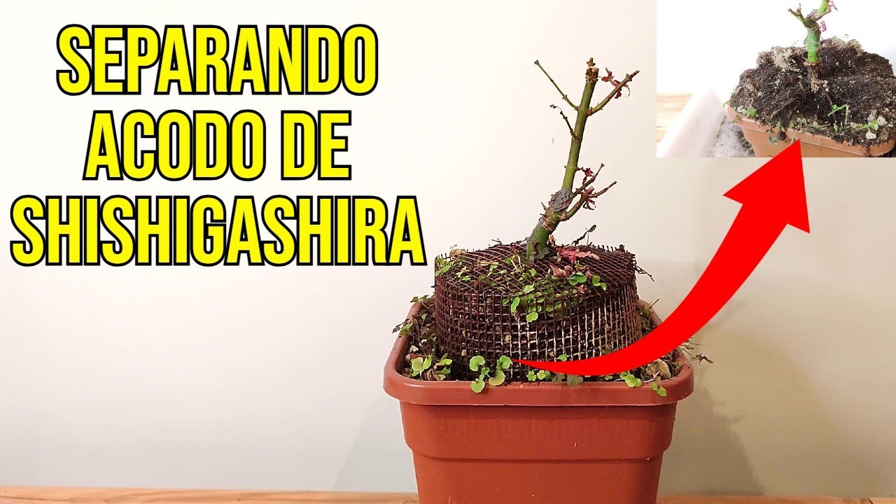 BONSAI - SEPARANDO ACODO MUY COMPLICADO DE ARCE PALMATUM SHISHIGASHIRA