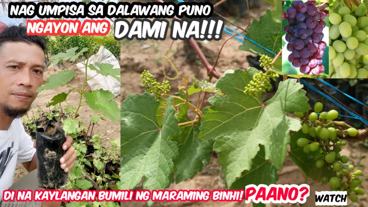 HOW TO START GRAPES FARMING?and HOW TO PLANT GRAPES IN THE PHILIPPINES?+TUTORIAL TIPS and EXPERIENCE