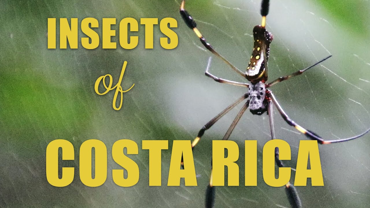 Incredible INSECTS of Costa Rica
