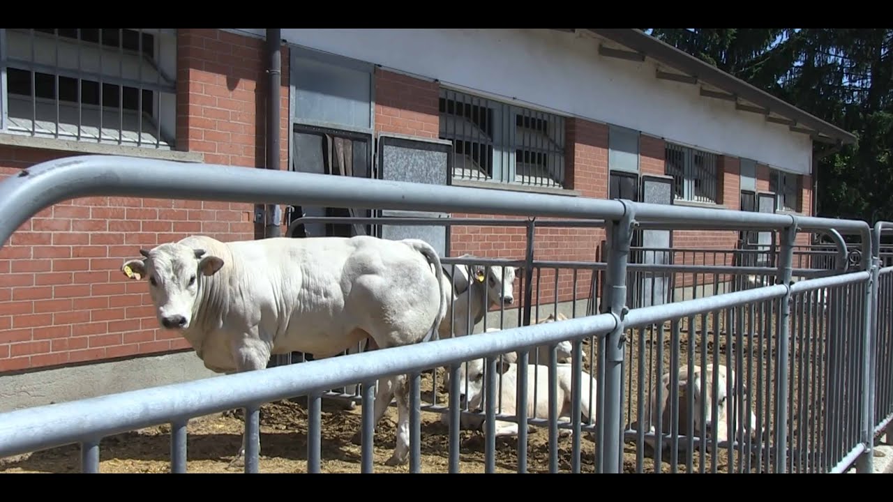 Il Centro Tori Anaborapi festeggia 30 anni