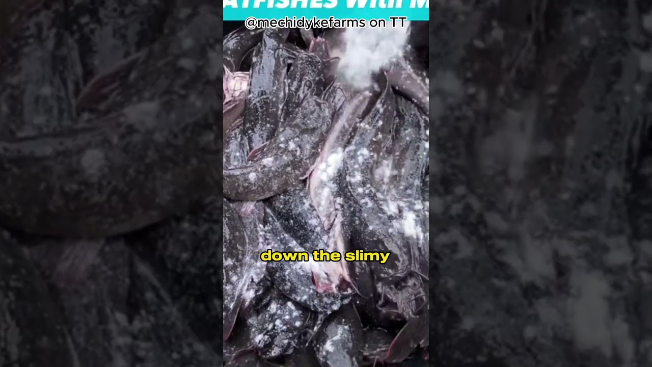 Why salt live catfish?