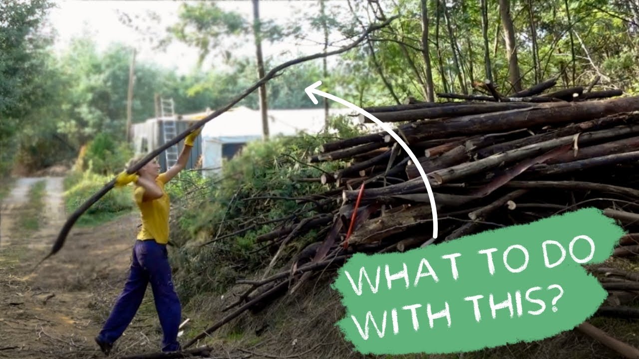 #67 Clearing a huge Mimosa patch (and building stuff with them)