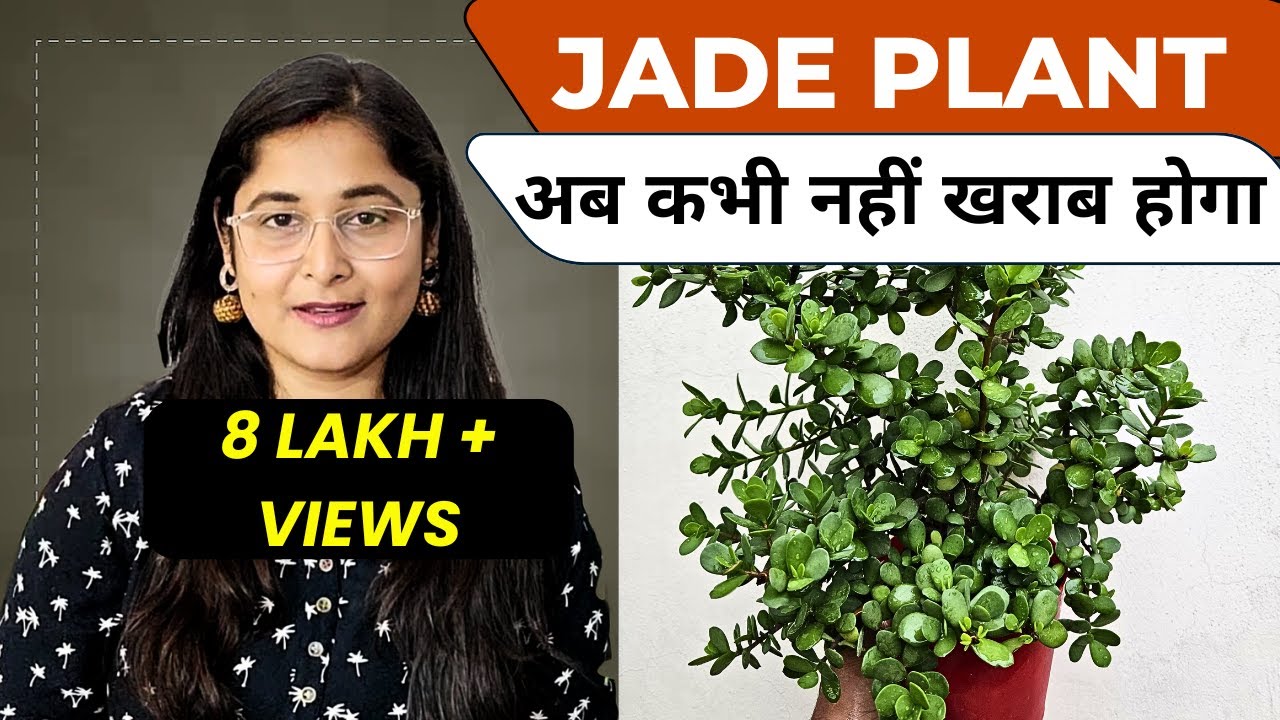 Jade plant | Jade plant propagation and care | Lucky plant | Jade plant cutting | #jadeplantcare