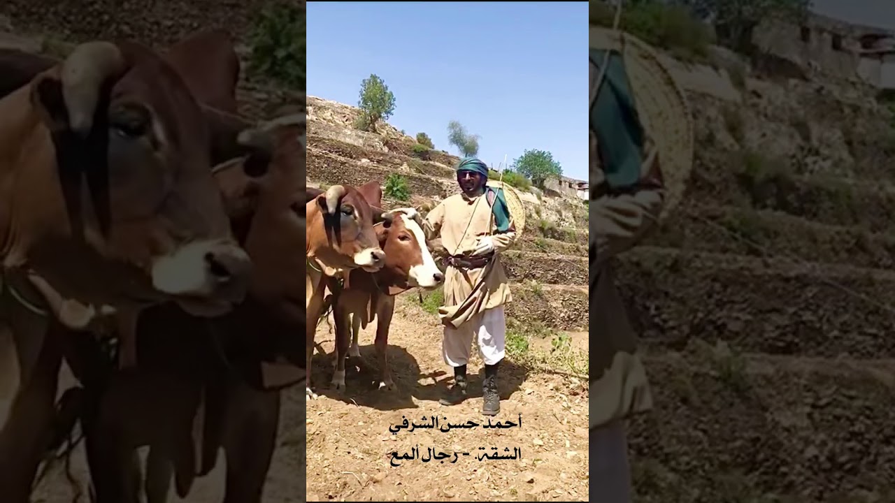 حراثة المدرجات الزراعية بالثيران - رجال ألمع