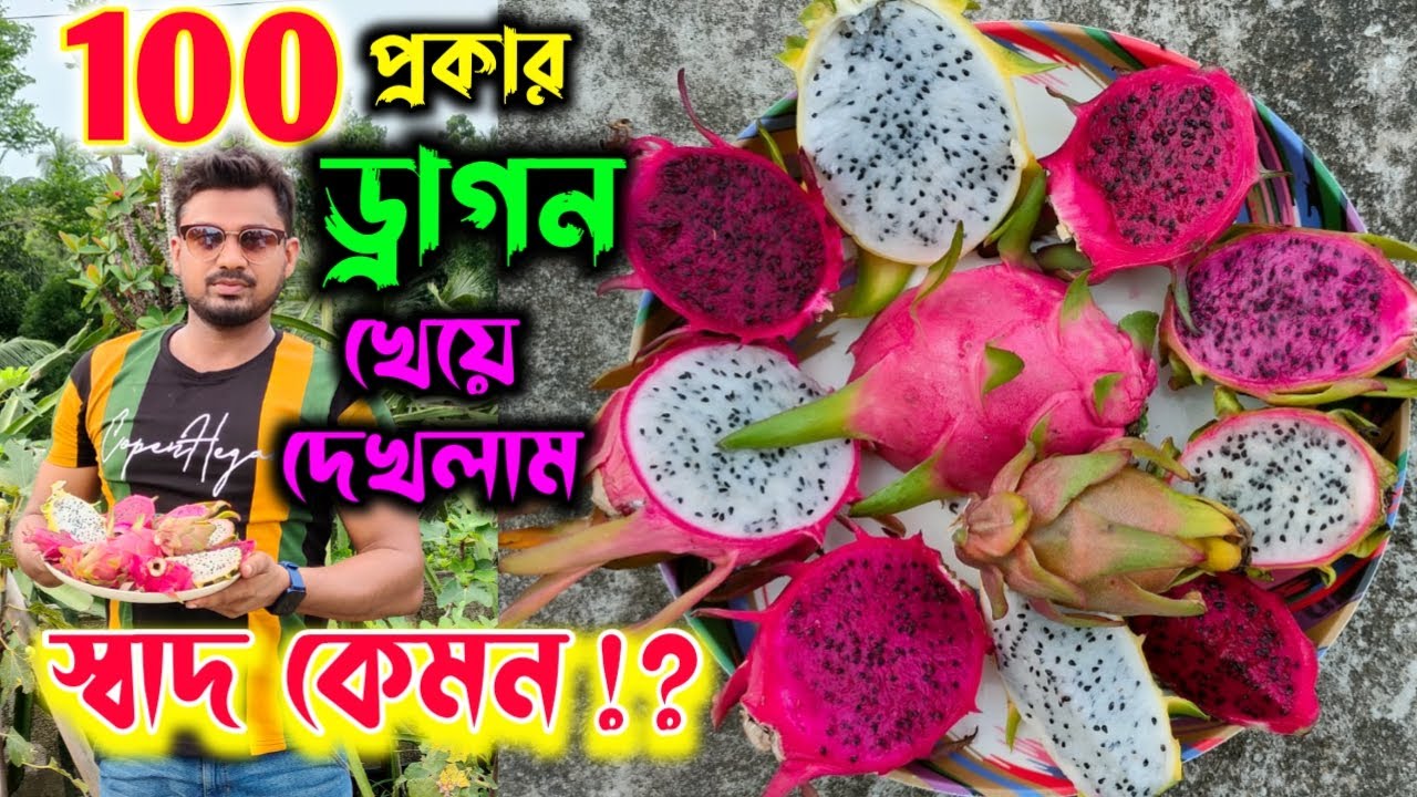 বাদল বাবুর ছাদ বাগানে 100 প্রকার ড্রাগন ফল খেয়ে দেখলাম কোনটার স্বাদ সেরা ?