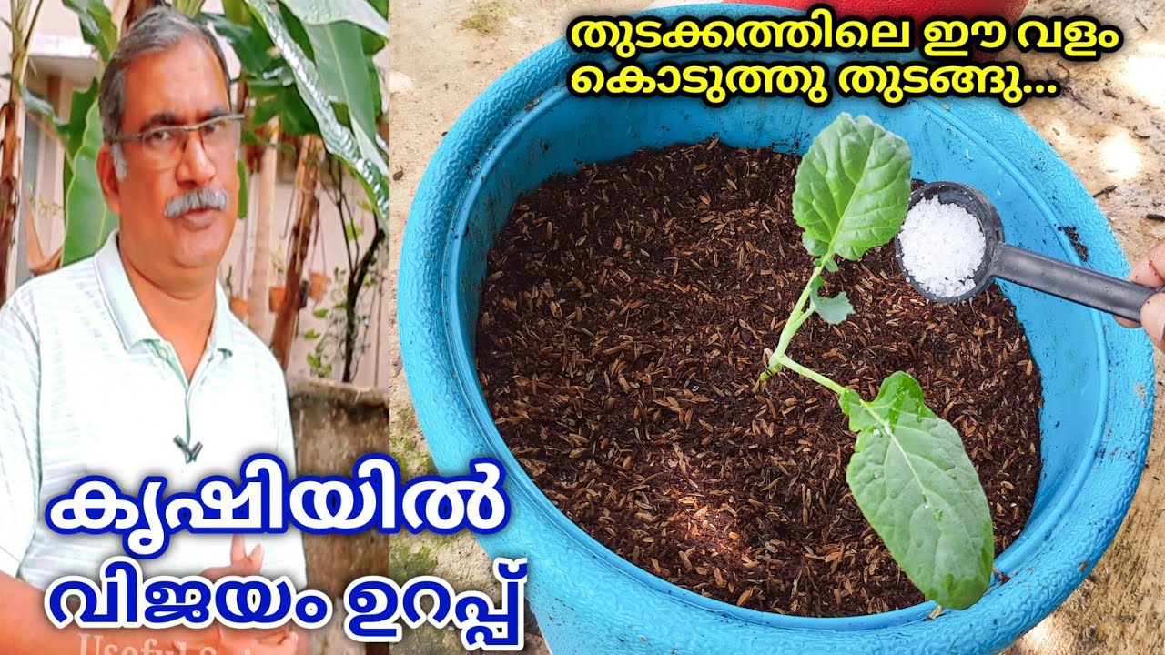 Urea Fertilizer | How to use Urea Fertilizer on Plants Malayalam | Nitrogen Fertilizer for Plants